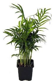 Shop for hirt's gardens in patio & garden. 18 Best Indoor Trees Large Indoor Plants For Every Room In Your Home