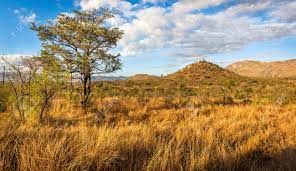 Find the perfect africa landscape stock photos and editorial news pictures from getty images. African Landscape In Kruger National Park South Africa Stock Photo Picture And Royalty Free Image Image 31614854