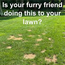 You're just three steps away from a lush lawn. How To Repair Prevent Dog Urine Lawn Damage Lawn Pride