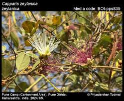 Image result for Hunteria zeylanica