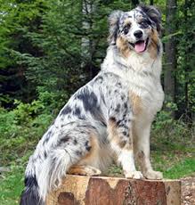 Maybe you would like to learn more about one of these? The Australian Shepherd