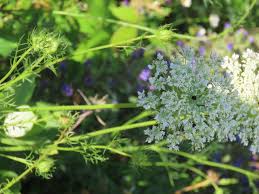 Image result for Daucus carota