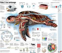 Portfolio Da Semana Glauco Lara Visualoop Brasil Animal Infographic Marine Biology Marine Animals