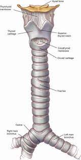 Trachea Google Search Medical Anatomy Human Anatomy And Physiology Human Respiratory System