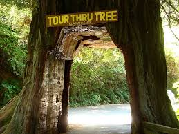 Redwood national and state parks. Tour Thru Tree Mapio Net