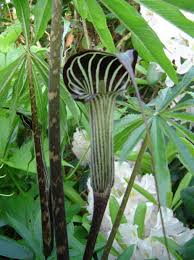Image result for Arisaema mildbraedii