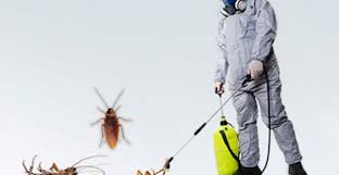 We provide cockroach control, termite control, bedbugs control, rodent control, honeybee, ant, mosquito, herbal pest control in mumbai. How To Get Rid Of Cockroach At Home Best Methods To Get Rid Of Cockroaches