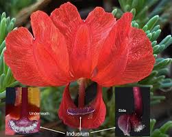 Image result for Goodeniaceae