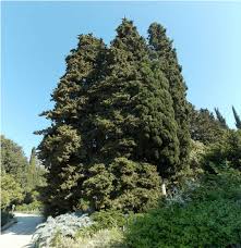 Image result for Cupressus