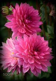 Samanta Carvalho Carla On Twitter Dahlia Flower Beautiful Flowers Flower Garden