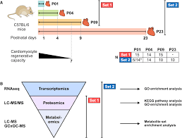 Once the protein atlas is more complete, meaning data of more proteins are integrated, we can study protein networks and identify hubs where all information comes together, or also where alternative pathways exist. Molecular Atlas Of Postnatal Mouse Heart Development Journal Of The American Heart Association