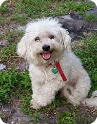 Find maltese puppies and breeders in your area and helpful maltese information. Pinecrest Fl Maltese Meet Roki A Pet For Adoption