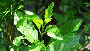 Image result for Vernonia adoensis