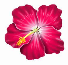 Hibiscus Pictures Clip Art Flower Drawing Flower Clipart Hibiscus Clip Art