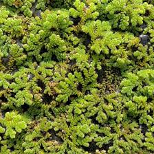 Image result for Azolla