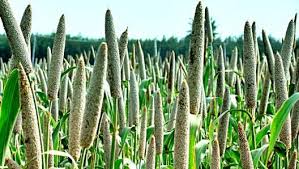 Image result for Cenchrus geniculatus