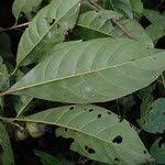 Image result for Leptactina arborescens