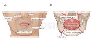 Image result for Labial mucosa
