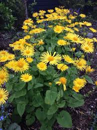 Pin By Lahja Hirvonen On Gardens Plants Shade Plants Yellow Perennials
