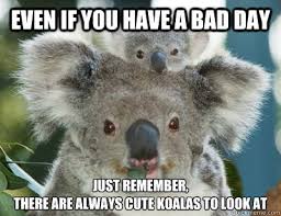 Even if you have a bad day just remember, there are ALWAYS cute koalas to  look at - Jakes Meme - quickmeme