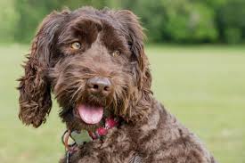 Maybe you would like to learn more about one of these? The Chocolate Labradoodle Your Complete Guide Bubbly Pet
