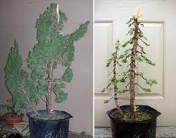 Styling Twin Trunk Juniper Bonsai Before After Juniper Bonsai Bonsai Tree Types Bonsai Tree