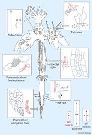 In plant cells, the function of vacuoles is to store water and maintain turgidity of the cell. Microtubules And Microfilaments In Cell Morphogenesis In Higher Plants Current Biology