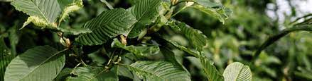 Eng sub cara pembajaan kunyit cara tanam dan pembajaan yang terbaik planting tumeric. Cara Tanam Pokok Ketum Encikshino Com