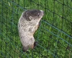 The plastic mesh has strong square mesh holes and is ideal for garden fencing, plant protection, screening and general applications around the garden. Garden Netting Prevent Pests Animals And Birds