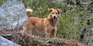 We aim to respond to all enquiries, but initial shortlist for puppies is drawn up from information provided. Golden Retriever Breeders In Florida 14 Breeders Reviewed Breeder Review