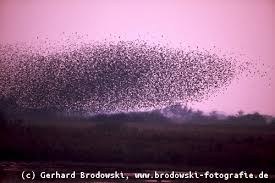 Der große vogelzug findet im frühjahr und im herbst statt. Zugvogel Zugvogelarten Routen Winterquartier Bilder Grundschule