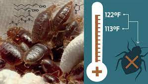 Dubai pest control company in sharjah is advanced pest control services provider in united arab emirates for bed bug control. Akkad Pest Control Services Dubai Sharjah Abu Dhabi 99aed