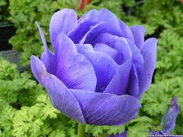 Desktop Wallpapers Flowers Backgrounds Purple Tulip Www Desktopdress Com 3840 x 2562 jpeg 4402 кб. desktop wallpapers flowers