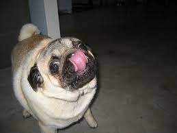 Why Does A Dog Lick Its Nose The Ark In Space