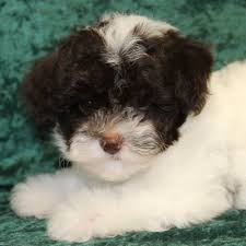 Most trusted source of havapoo puppies for sale. Visit Our Havapoo Puppies For Sale Near West Palm Beach Florida
