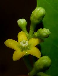 Image result for Secamone