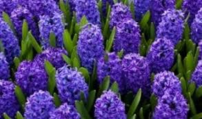 La pianticella dai fiori profumatissimi detta anche spigonardo labiate dai profumati fiori blu e viola: Piante Pericolose Seconda Parte L Opinionista