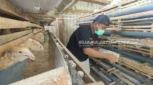 Maybe you would like to learn more about one of these? Jual Telurnya Peternak Puyuh Jember Ini Masih Bisa Ngomzet Meski Pandemi Suara Malang