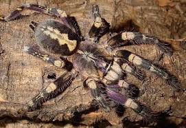 2020 popular tarantulas trends in computer & office, toys & hobbies, consumer electronics, men's clothing with tarantulas and tarantulas. Adorablespiders Tarantula Tarantulas For Sale Cute Reptiles