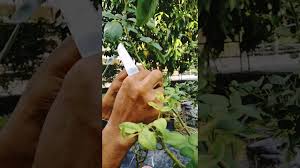 Mungkin sebahagian daripada kita ada yang ingin menanam varieti pokok misalnya pokok durian musang king. Cara Tut Pokok Ros Siri 1 Youtube