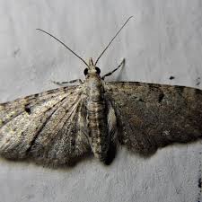 Image result for Eupithecia conterminata