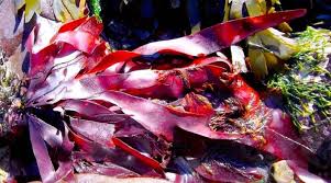 Image result for Merremia palmata