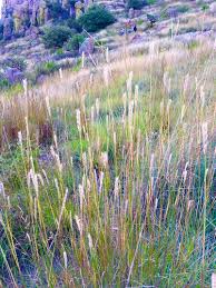 Image result for Elionurus platypus