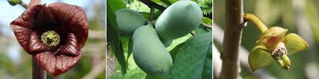 Aus eigener baumschule und gärtnerei. Pawpaw Indianerbanane