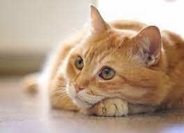 Bowel cancer is the fourth most common form of the disease in the uk, with 42,000 people diagnosed every year. Intestinal Cancer Adenocarcinoma In Cats Petmd