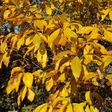 Image result for Chionanthus niloticus