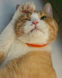 花貓 四喵札記 超級大橘子 新浪部落 cats animals