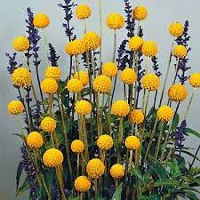 Craspedia Globosa Drumstick Billy Balls Billy Buttons Norfolk Cottage Garden Billy Buttons Cottage Garden Plants Plants