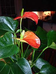 Garden Answers Plant Identification