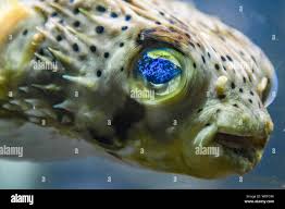 ارقص شكر خلفي Porcupine Puffer Fish Scientific Name Hefni Eng Com